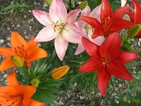 Lilien