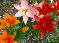 Lilien
